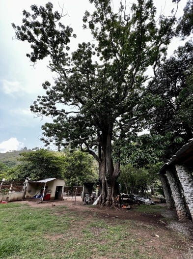 A large tree in a yard
AI-generated content may be incorrect.
