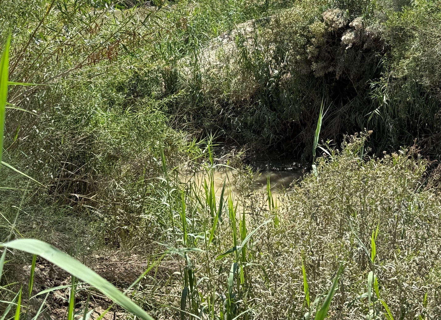 A green bushes and bushes
AI-generated content may be incorrect.