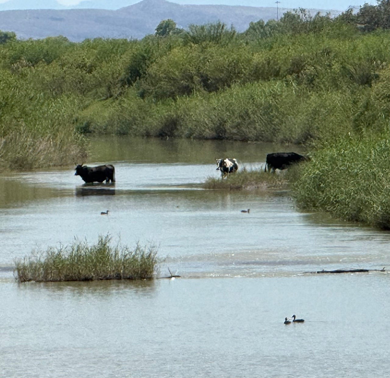 A group of cows in a river
AI-generated content may be incorrect.