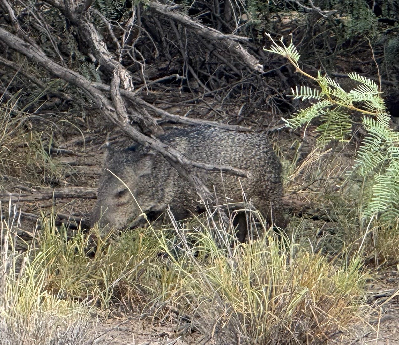 An animal in the wild
AI-generated content may be incorrect.