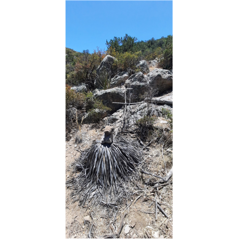 A picture containing tree, outdoor, mammal

Description automatically generated
